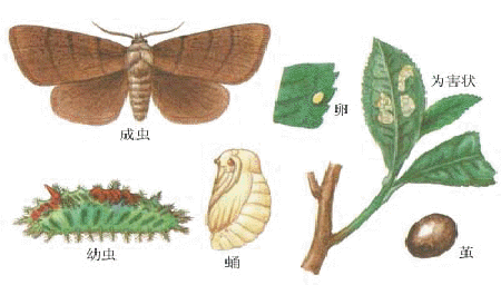 如何防治園林植物白粉病