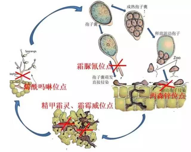 霜霉病疫病的發(fā)生特點