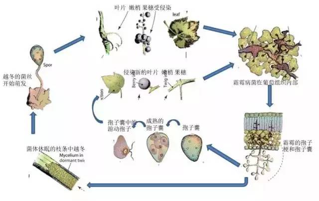 北美農(nóng)大霜霉病專用殺菌劑效果好