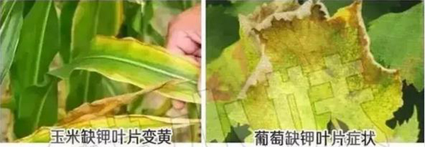 玉米植株缺鉀癥狀圖