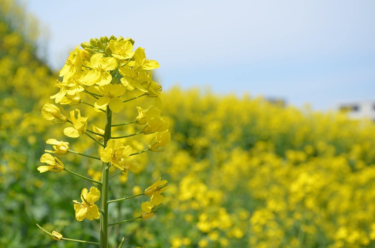 秋種油菜應(yīng)該如何管理施肥？