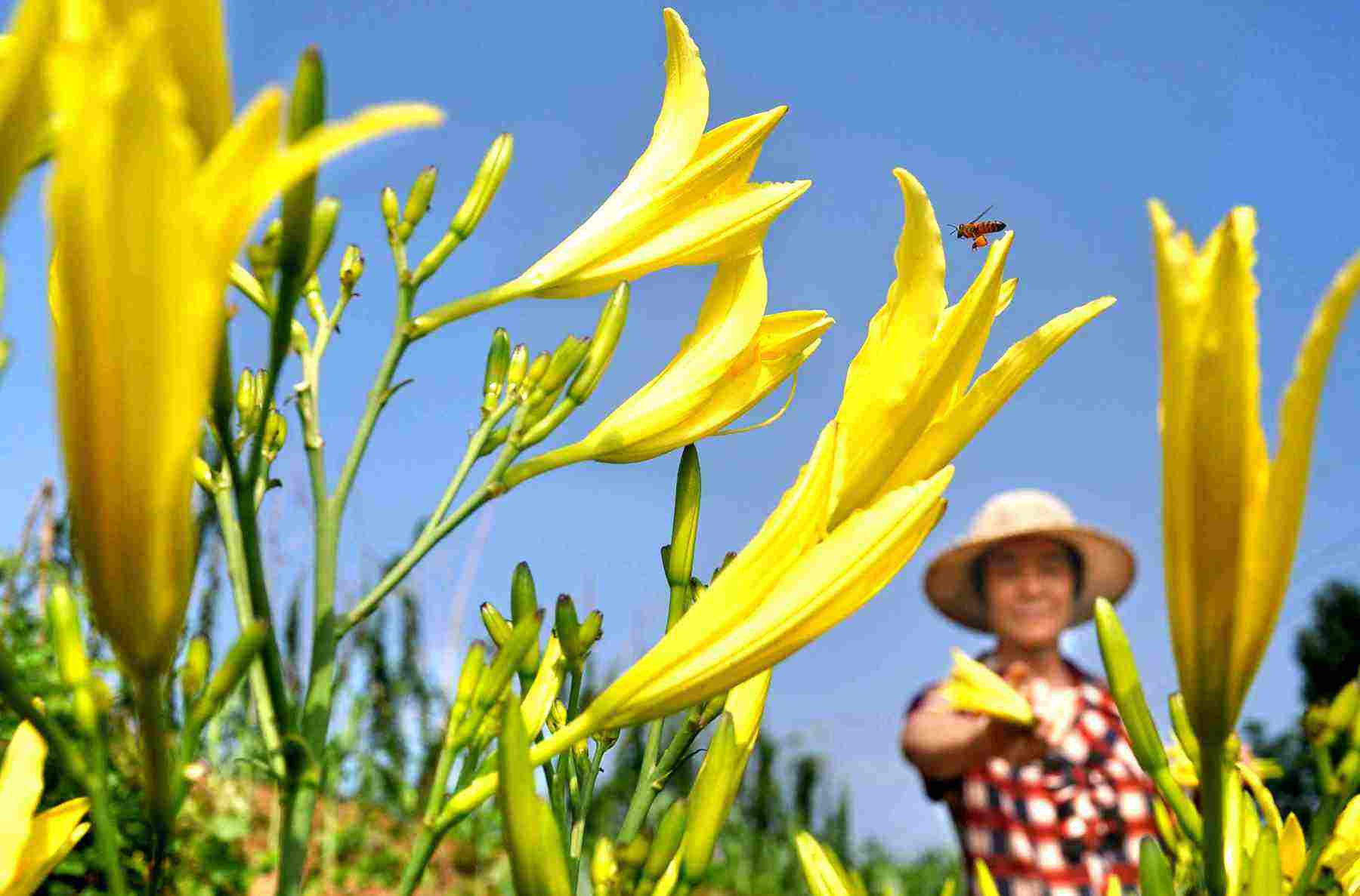 黃花菜應(yīng)該如何施用水溶肥？